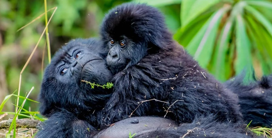 gorilla safaris